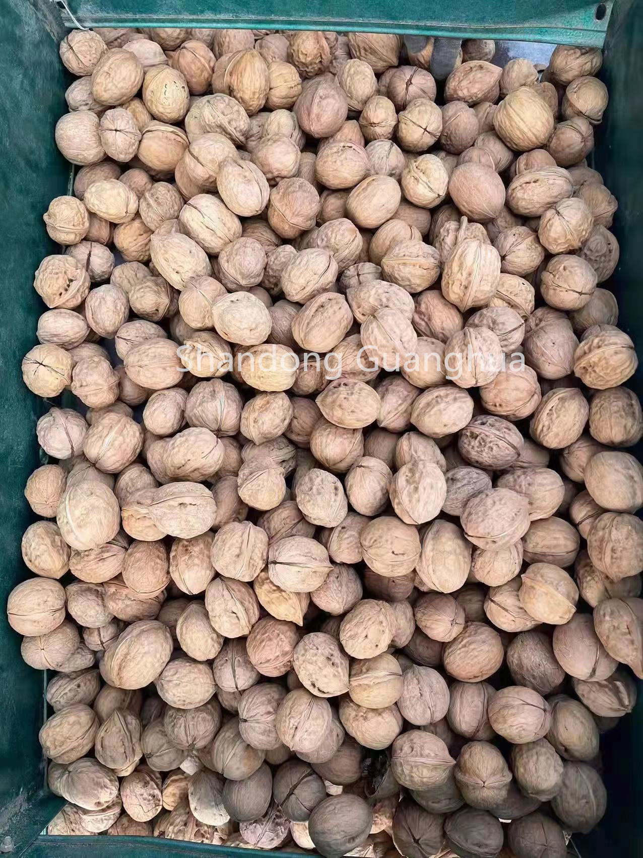 Xinfeng walnut