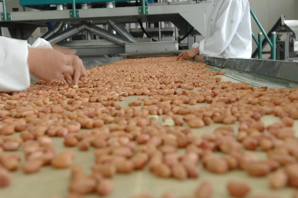 Hot-Sale-Blanched-Peanut-Kernels-From-Shandong-China.webp