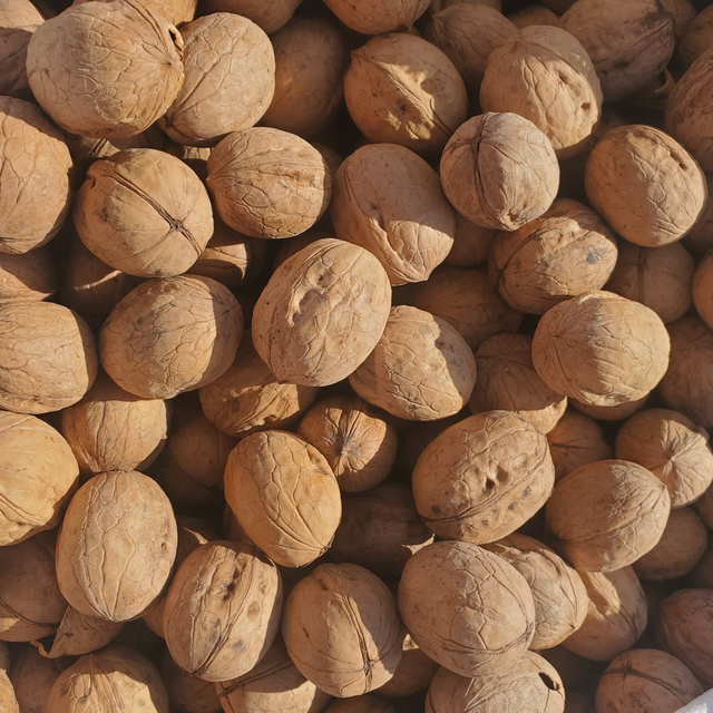 China Origin Walnut Crop 2023